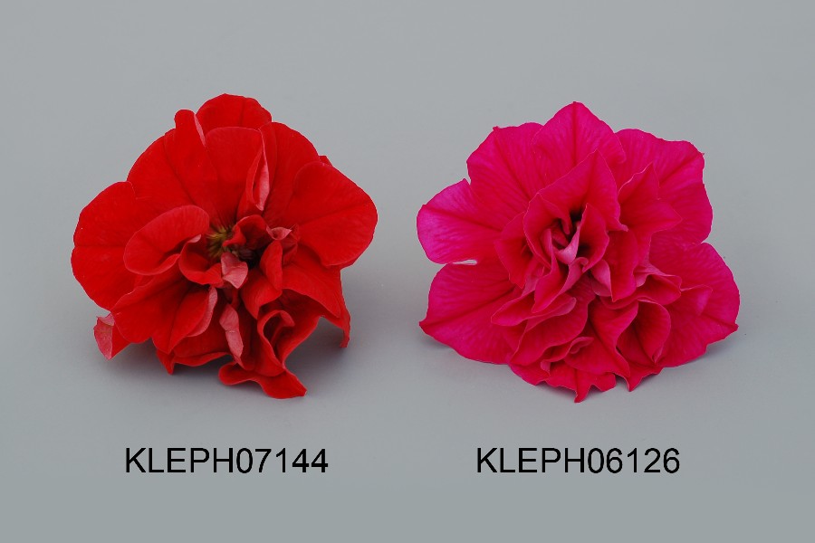KLEPH07144