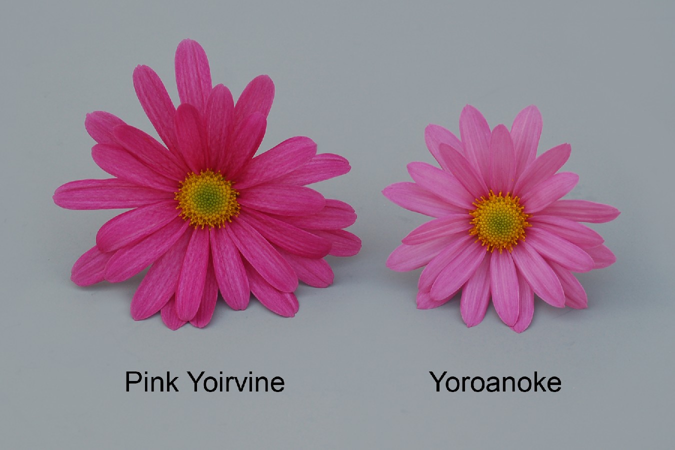 Pink Yoirvine