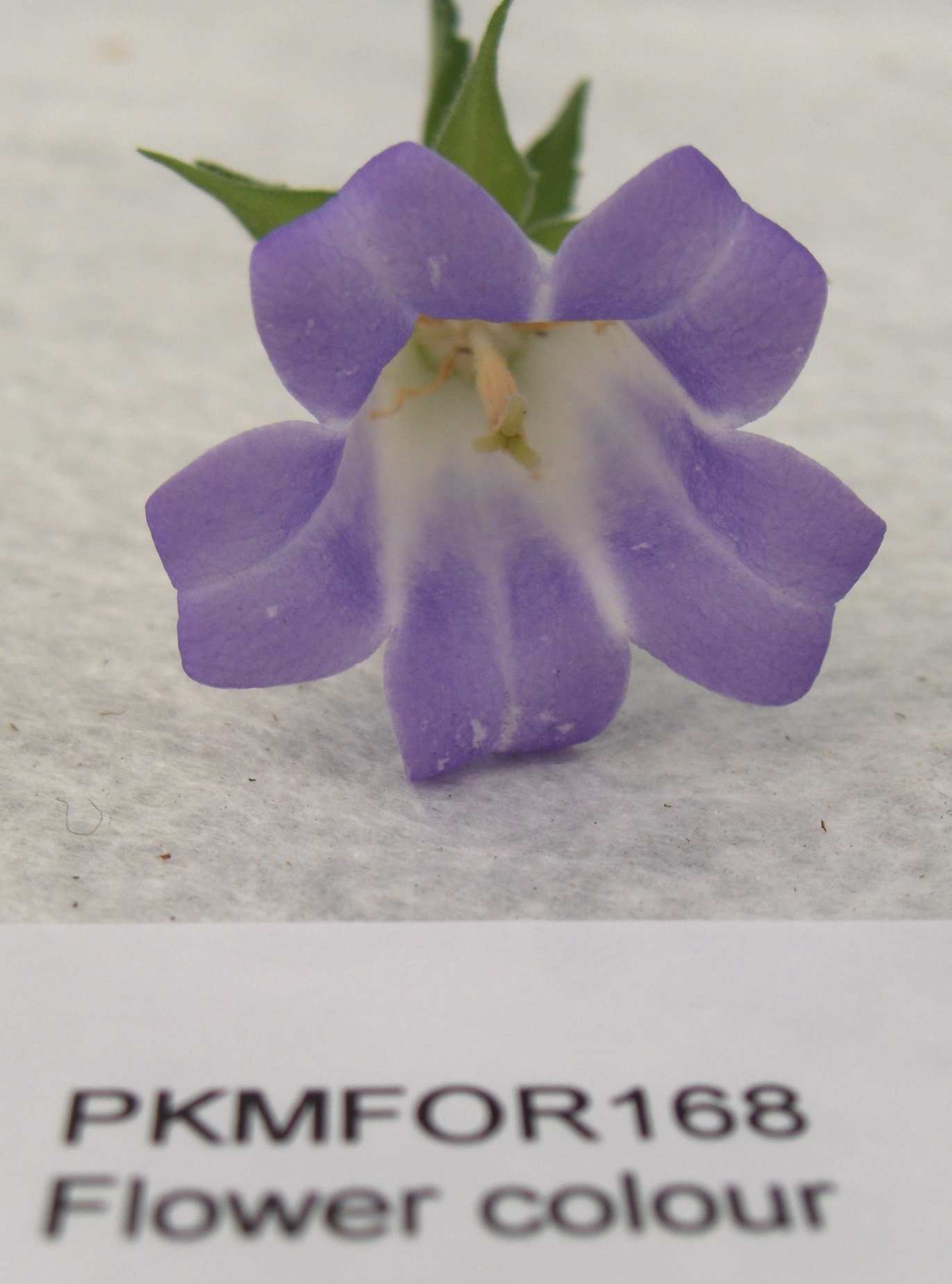 PKMFOR168