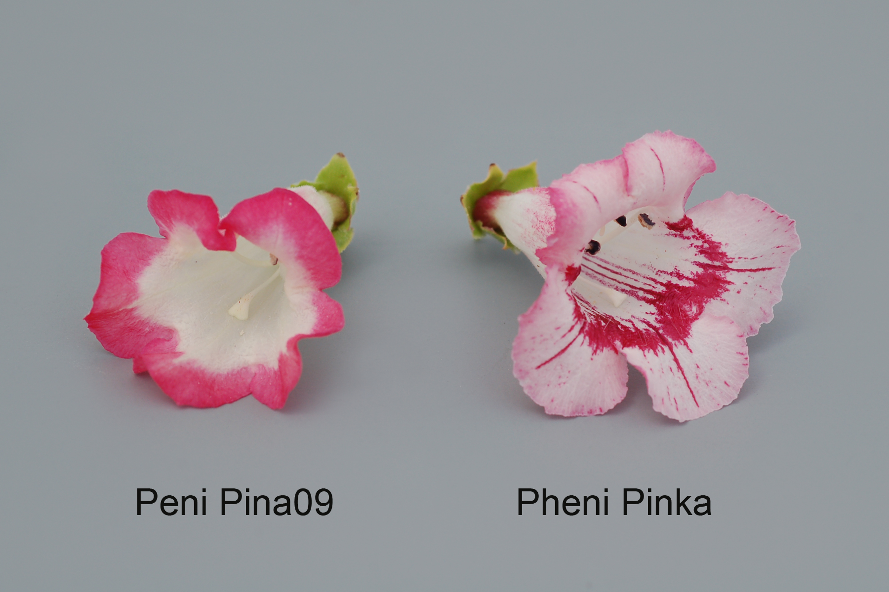 Peni Pina09