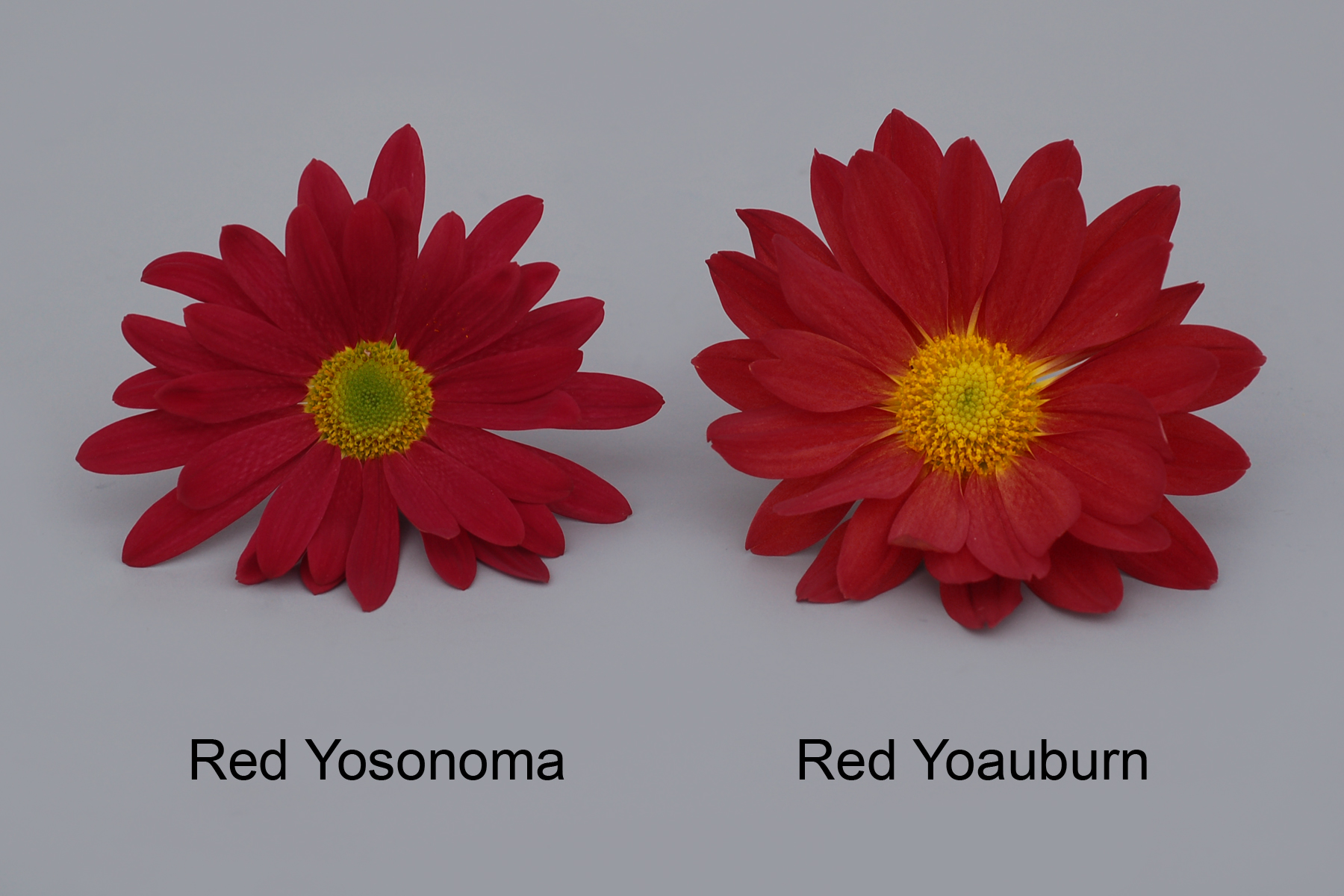 Red Yosonoma