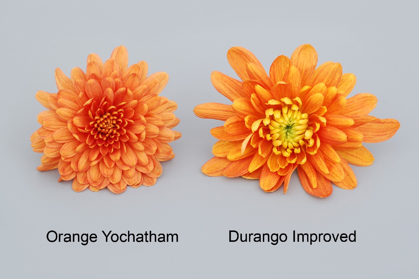 Orange Yochatham