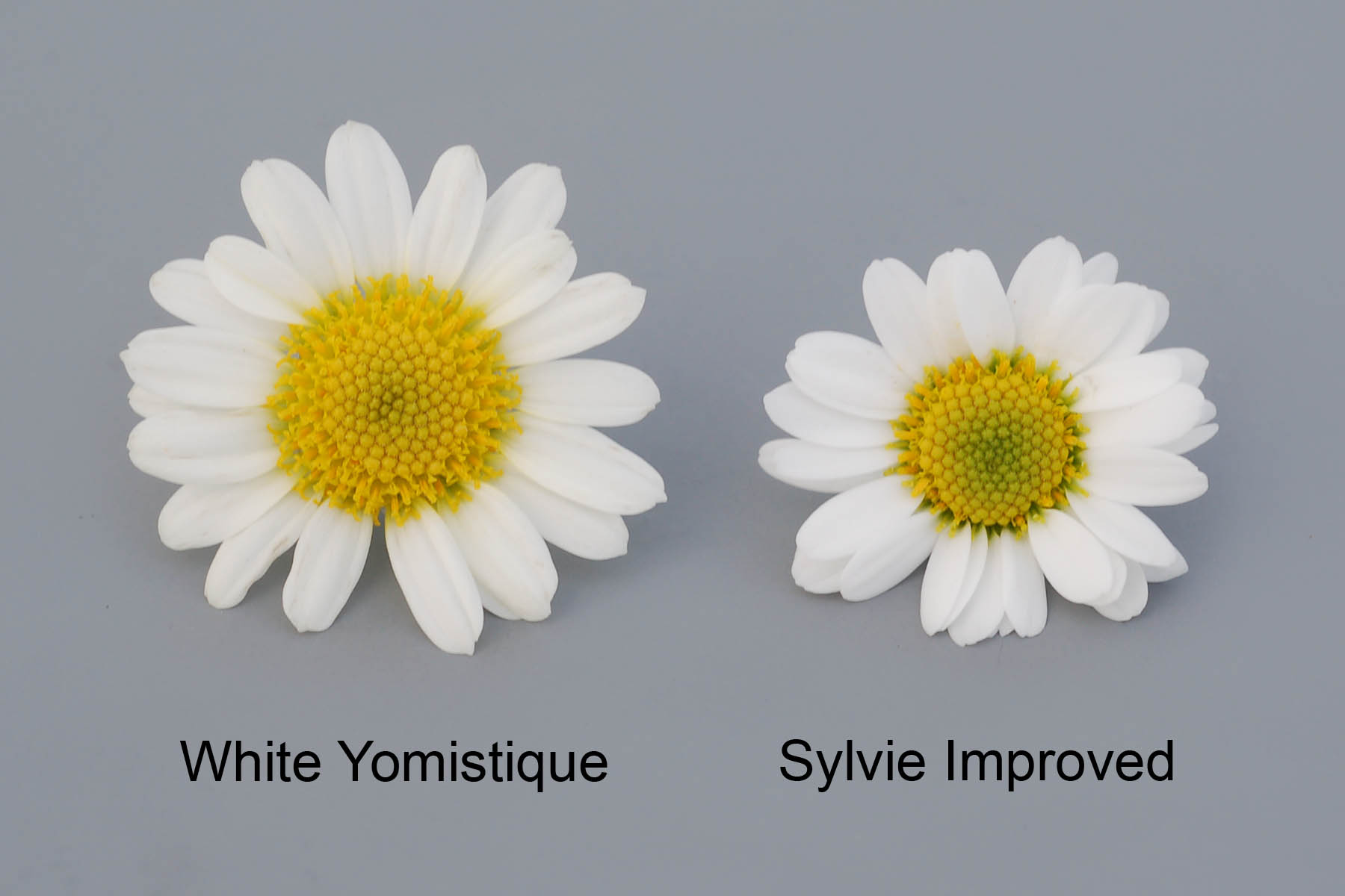 White Yomistique
