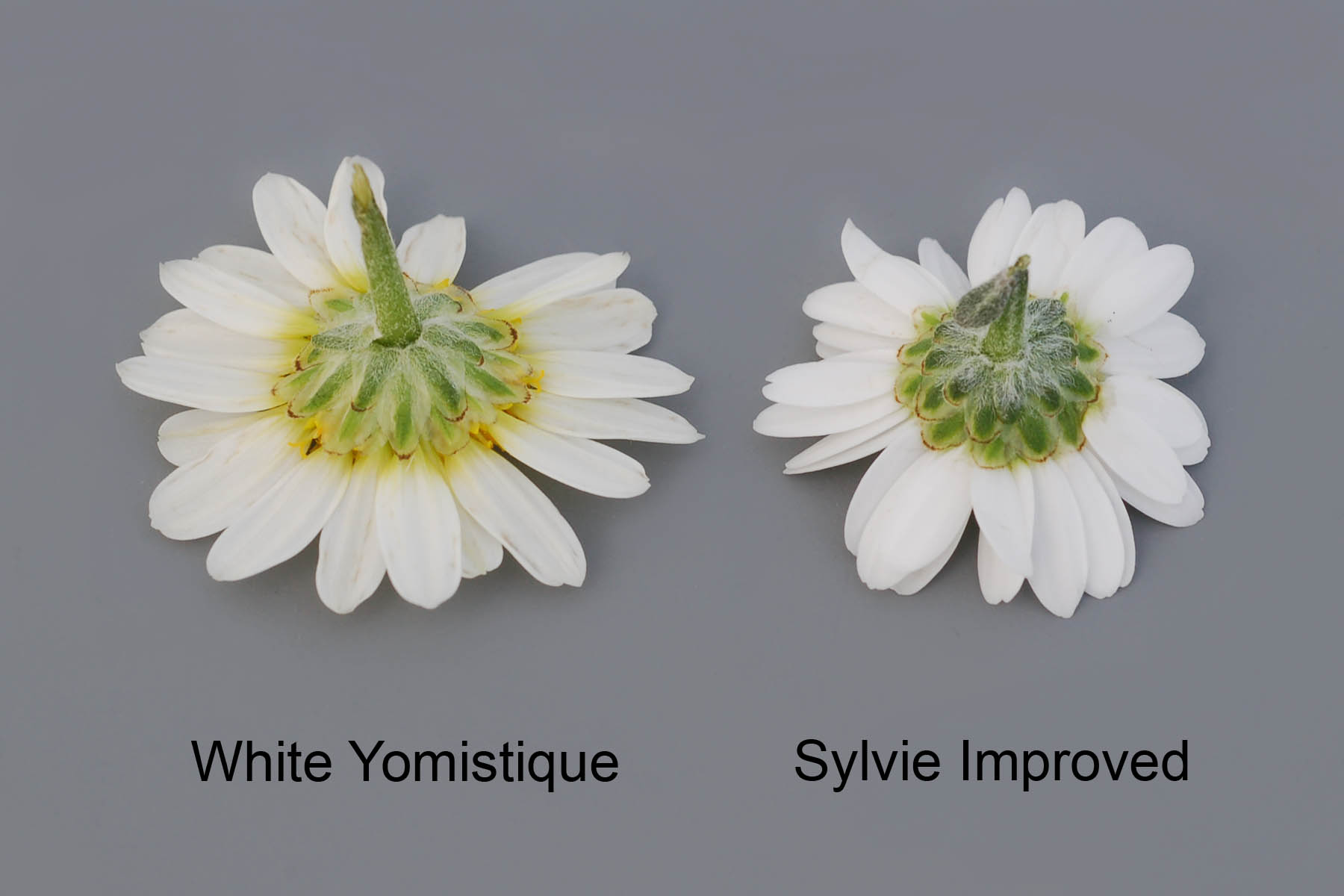 White Yomistique