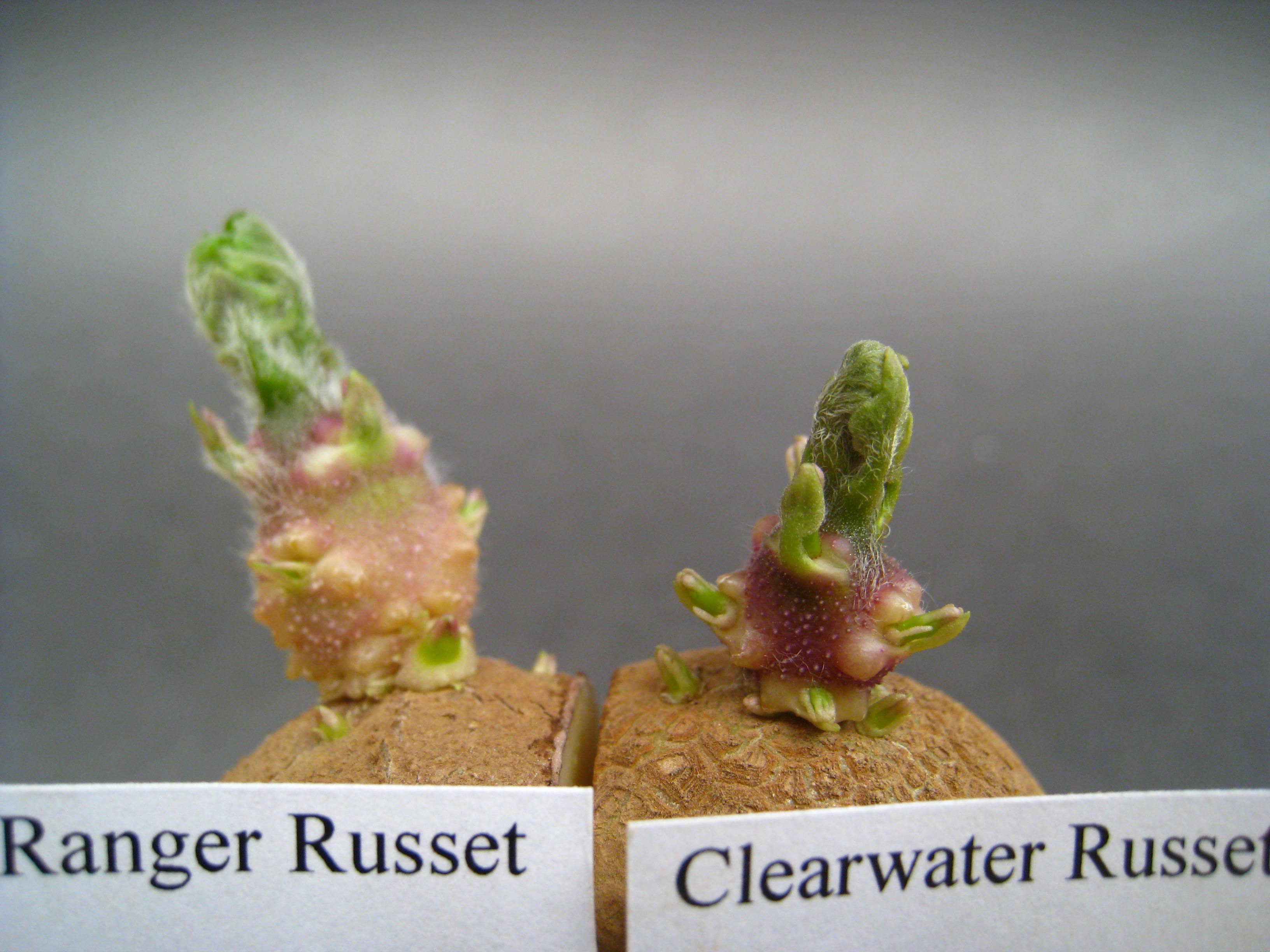 Clearwater Russet