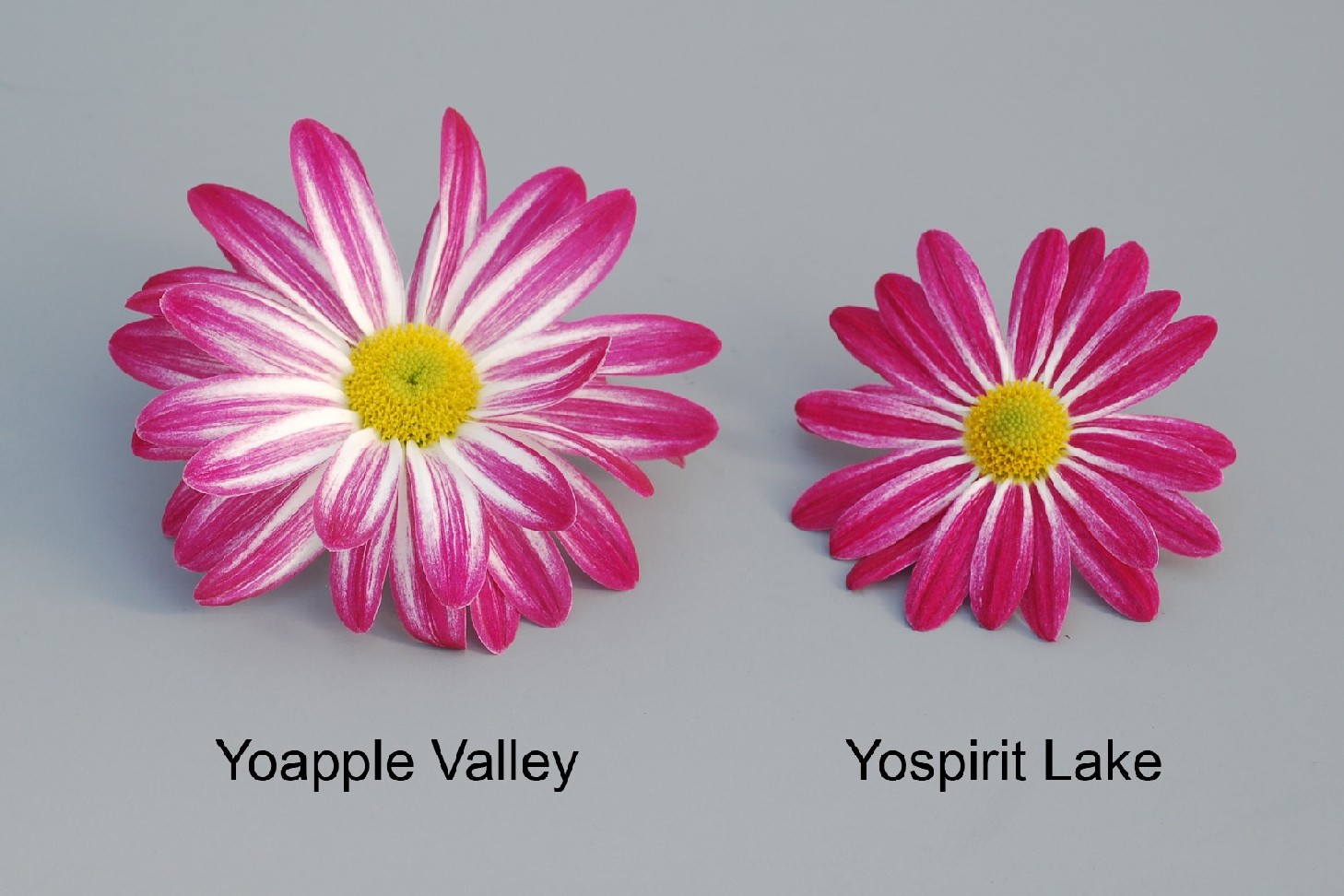 Yoapple Valley