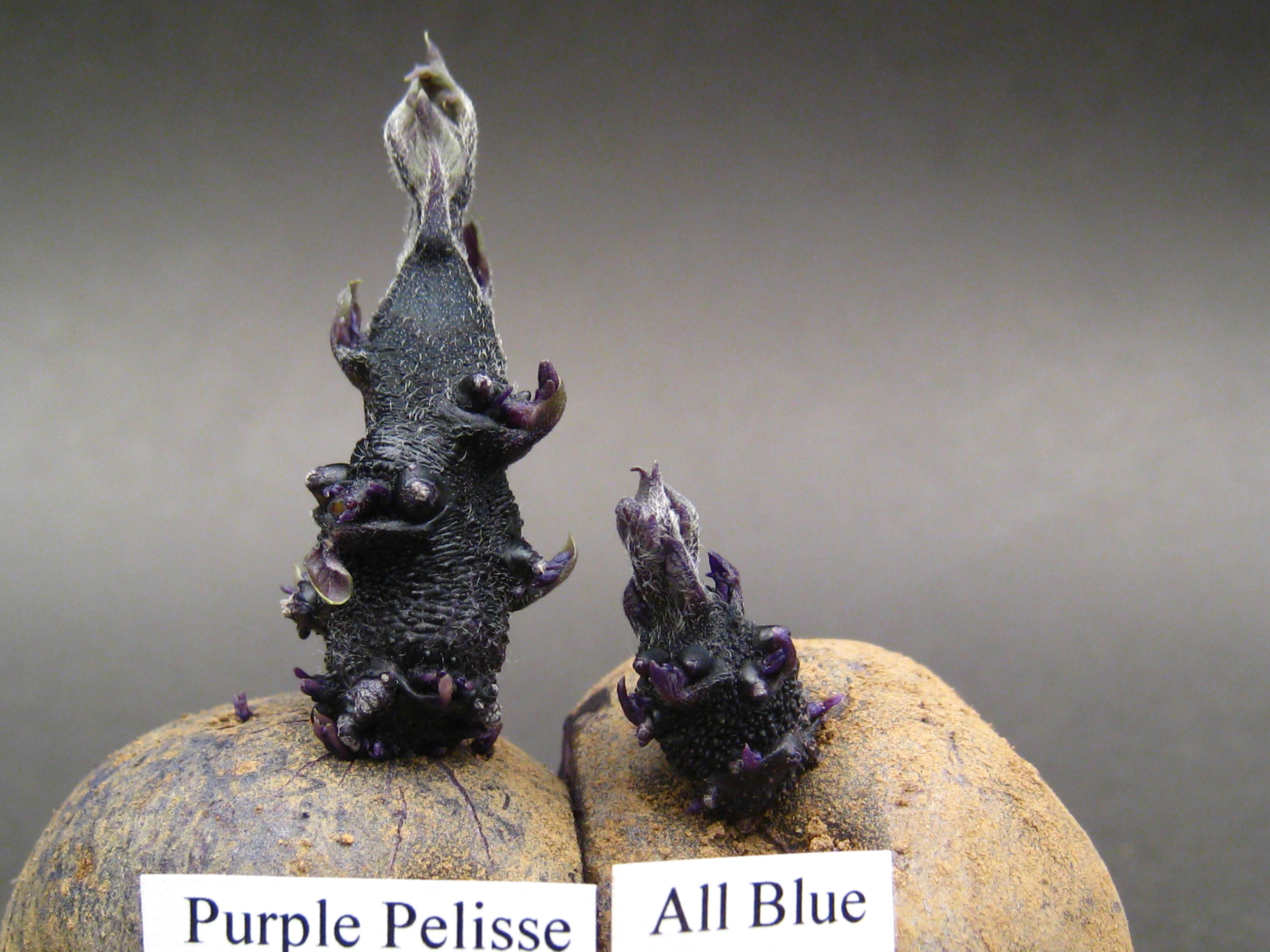 Purple Pelisse