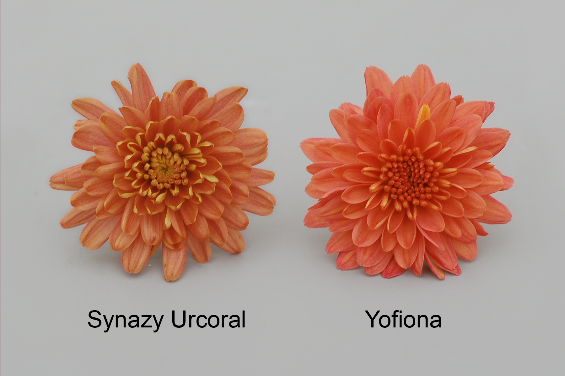 Synazy Urcoral
