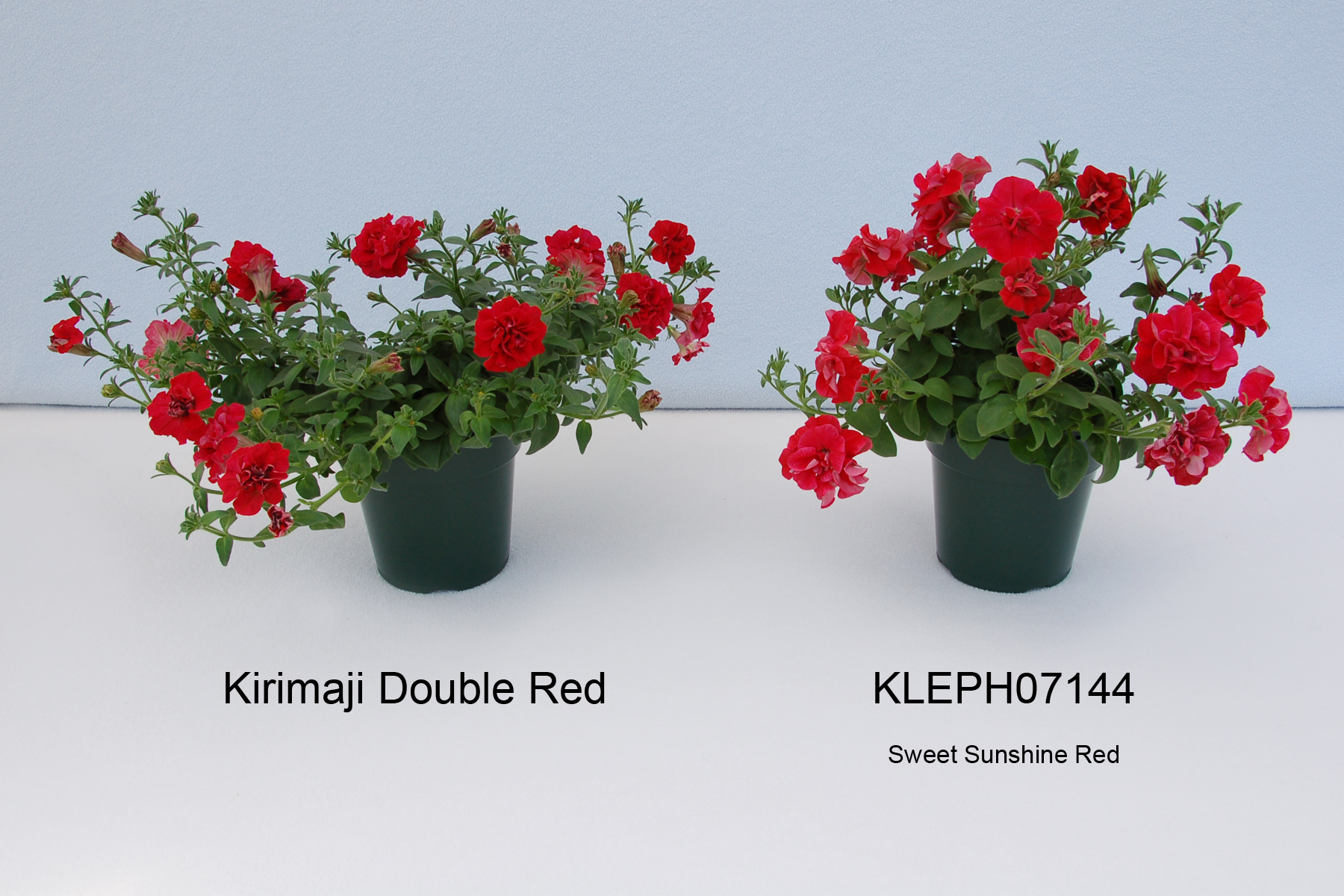 Kirimaji Double Red