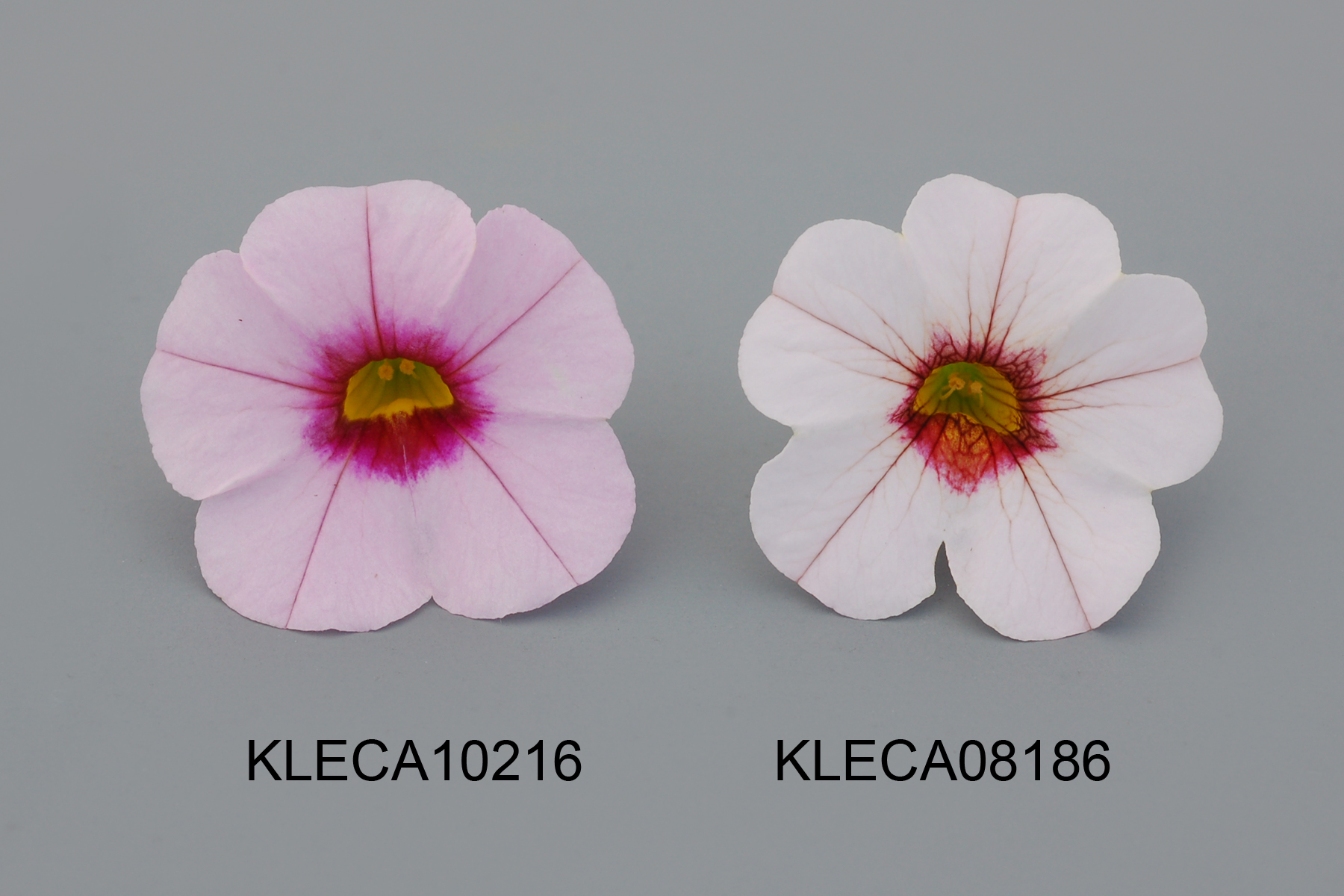 KLECA10216