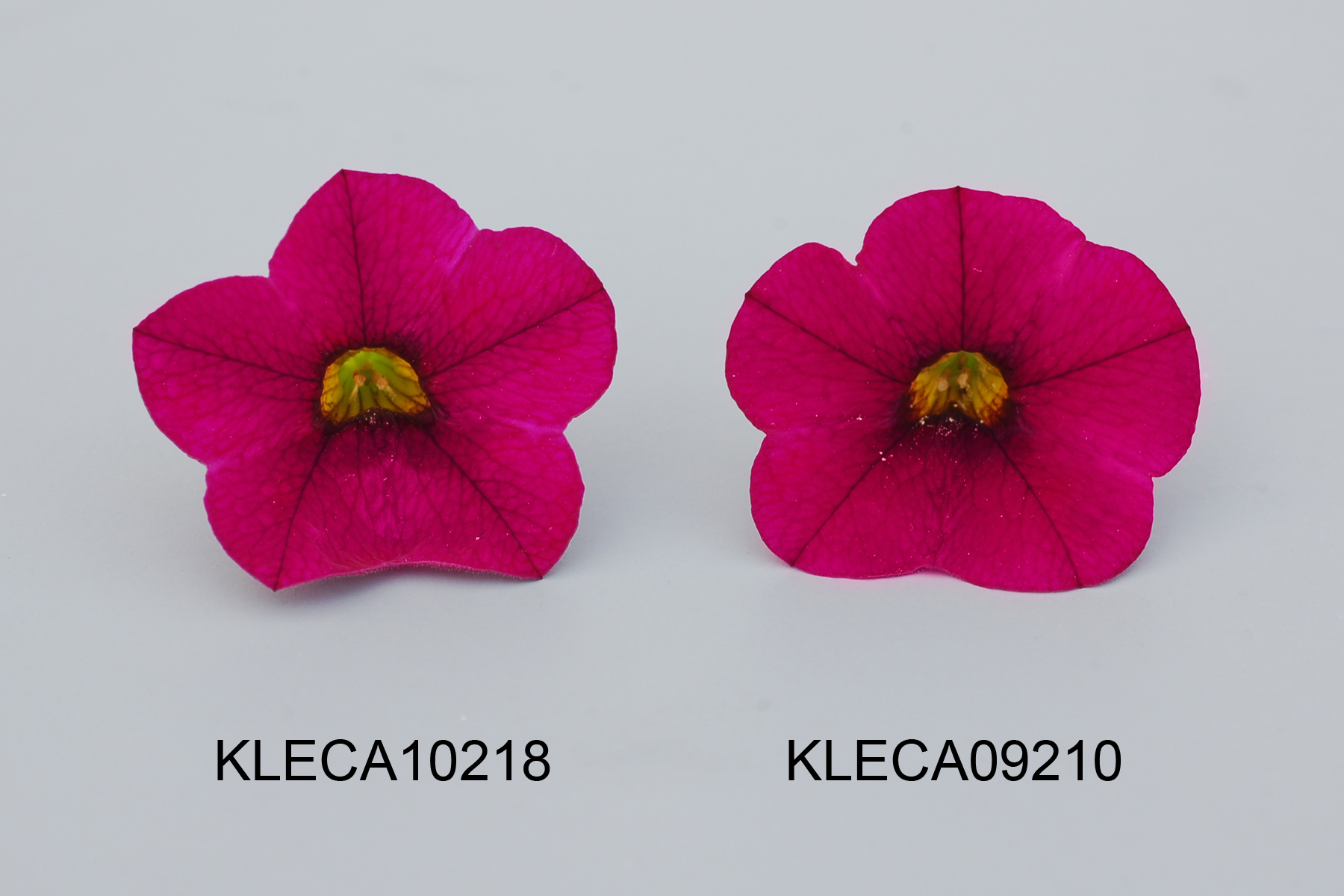 KLECA10218