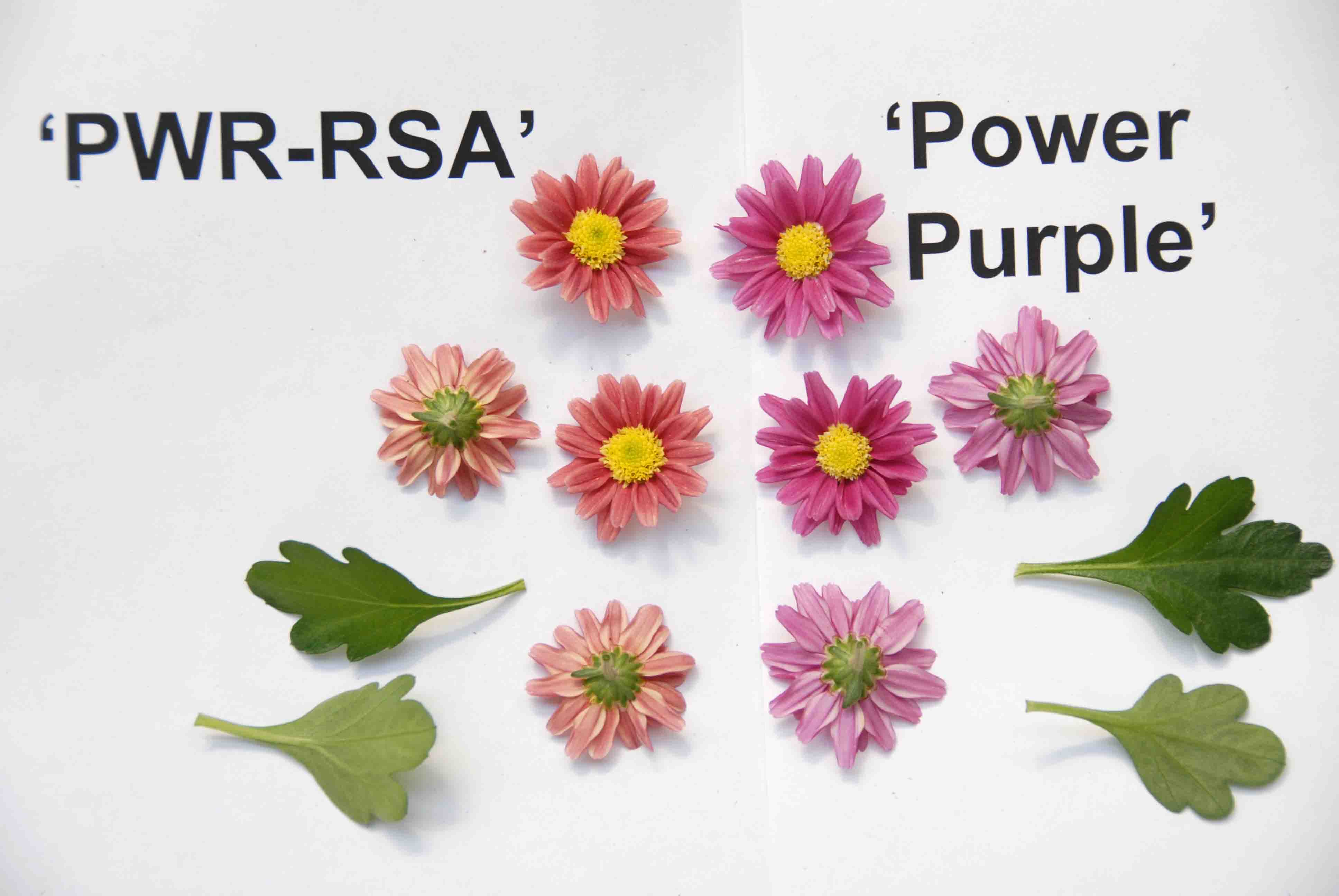 PWR-RSA
