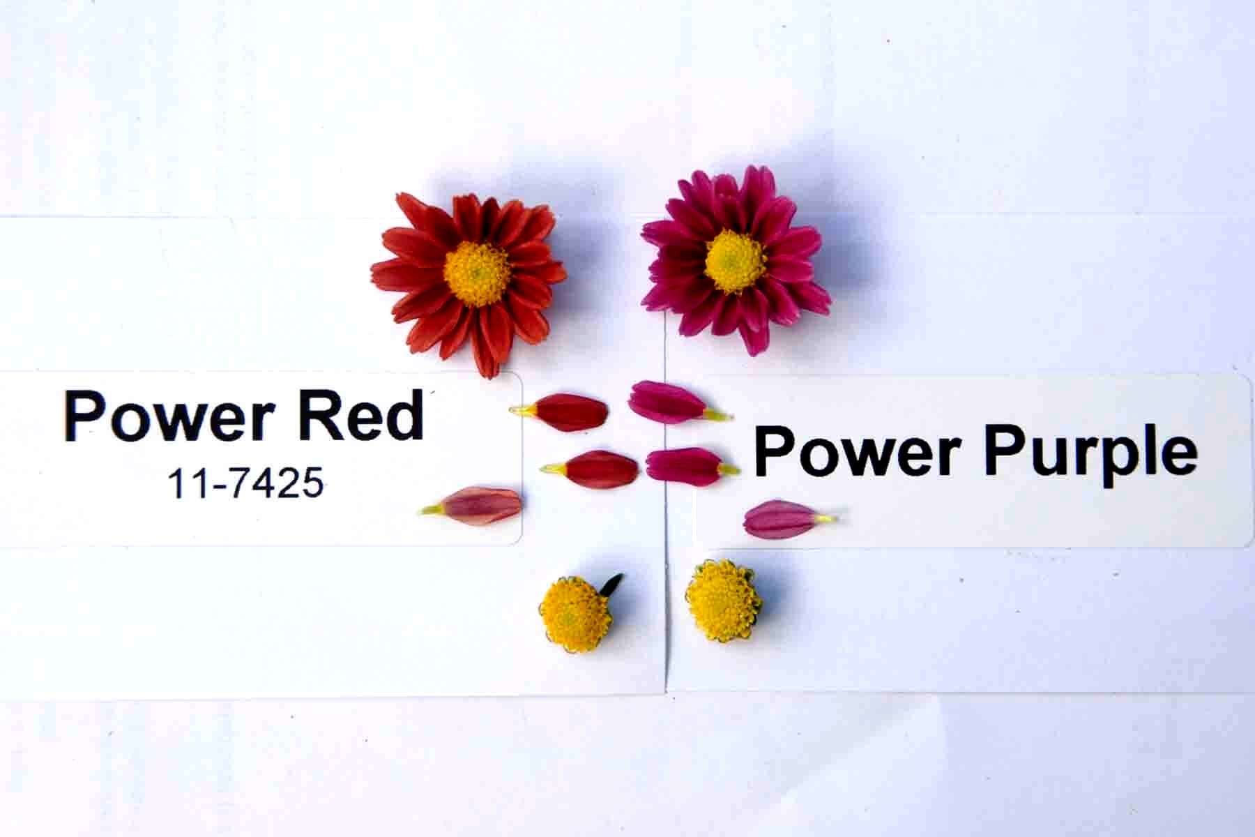 Power Red