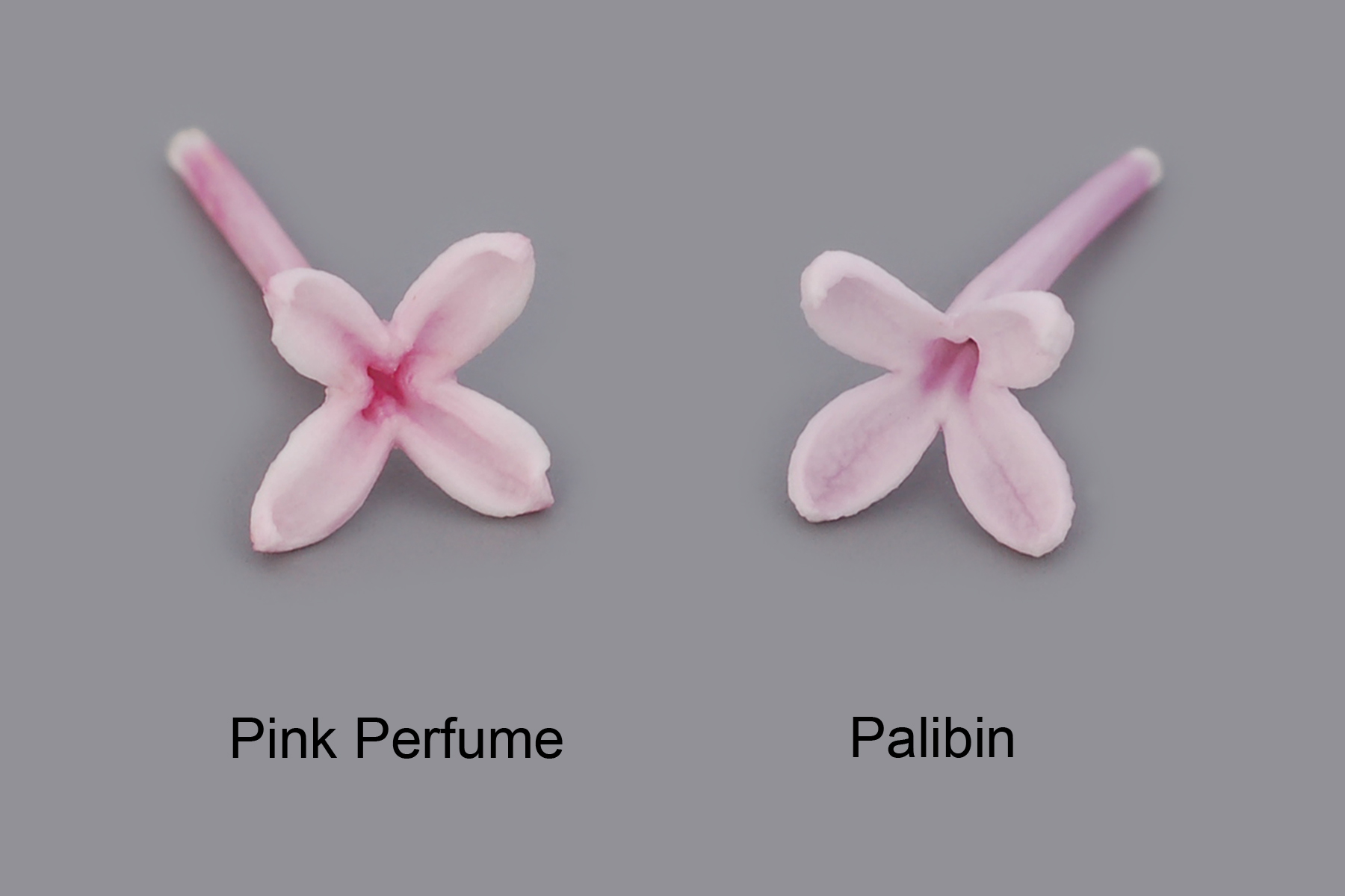 Pink Perfume