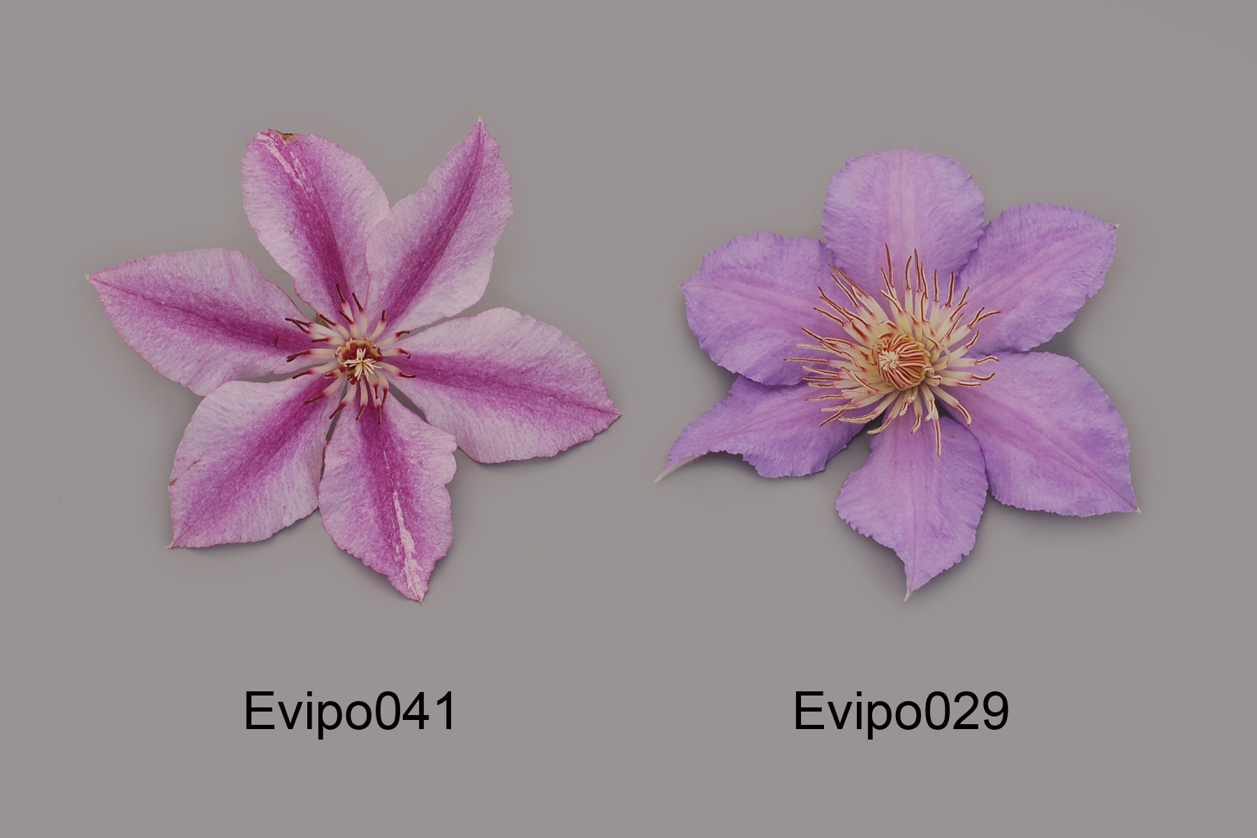 Evipo041