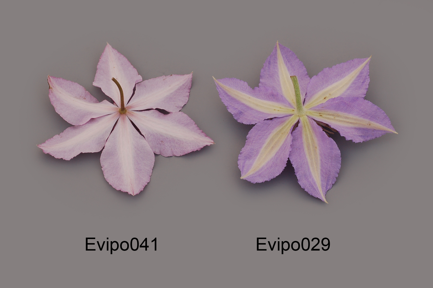 Evipo041