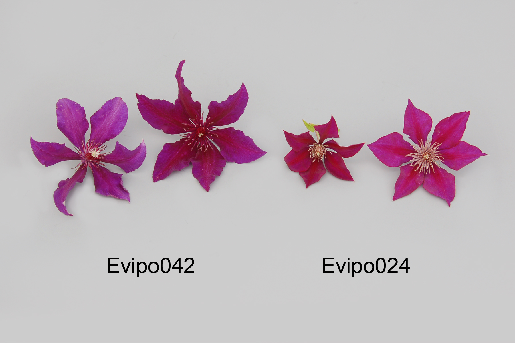 Evipo042