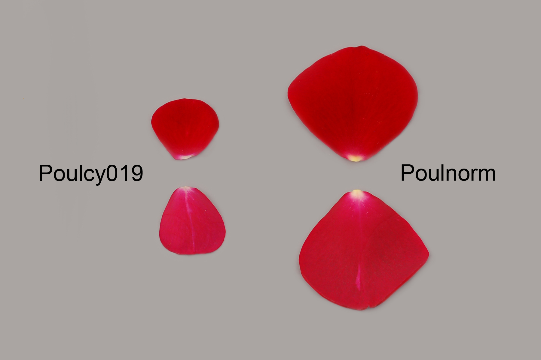 Poulcy019