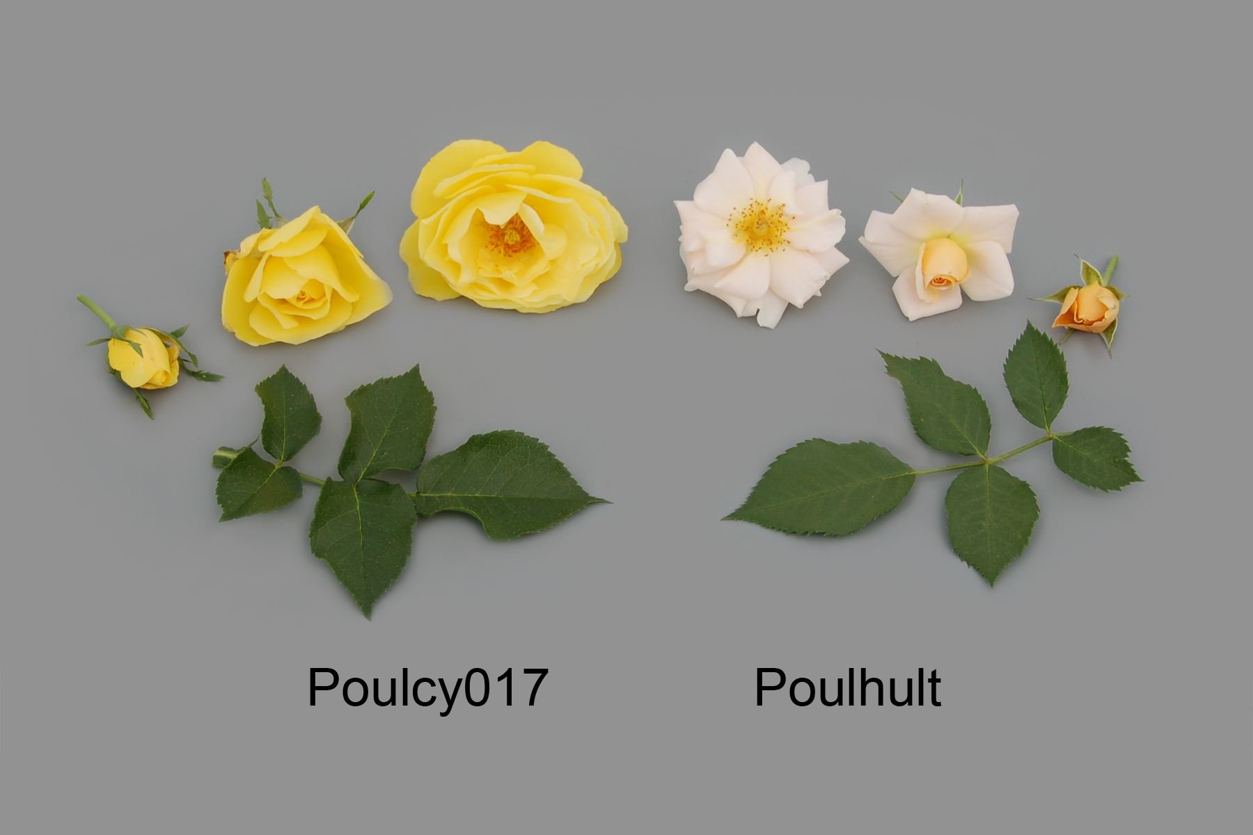 Poulcy017
