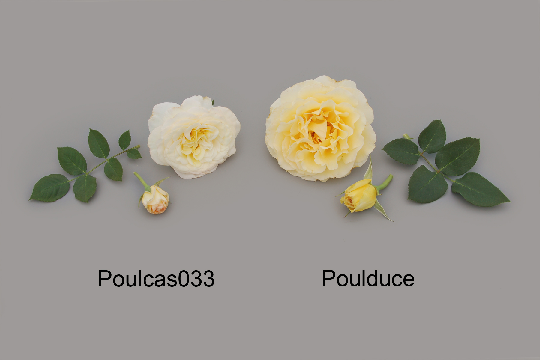 Poulcas033