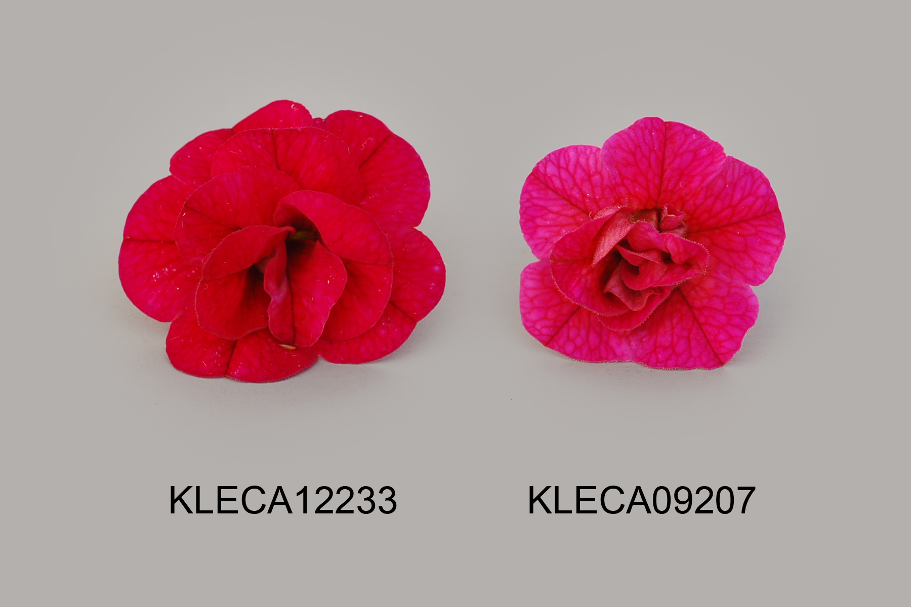 KLECA12233