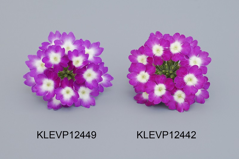 KLEVP12449