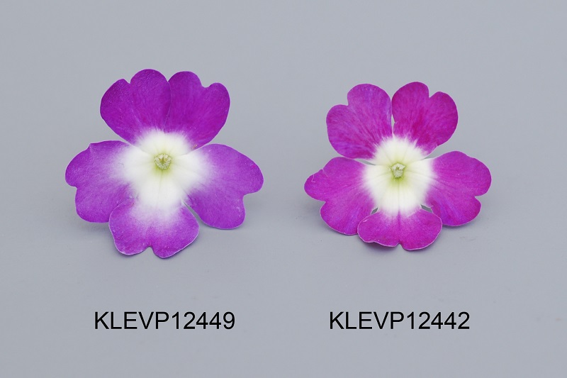 KLEVP12449