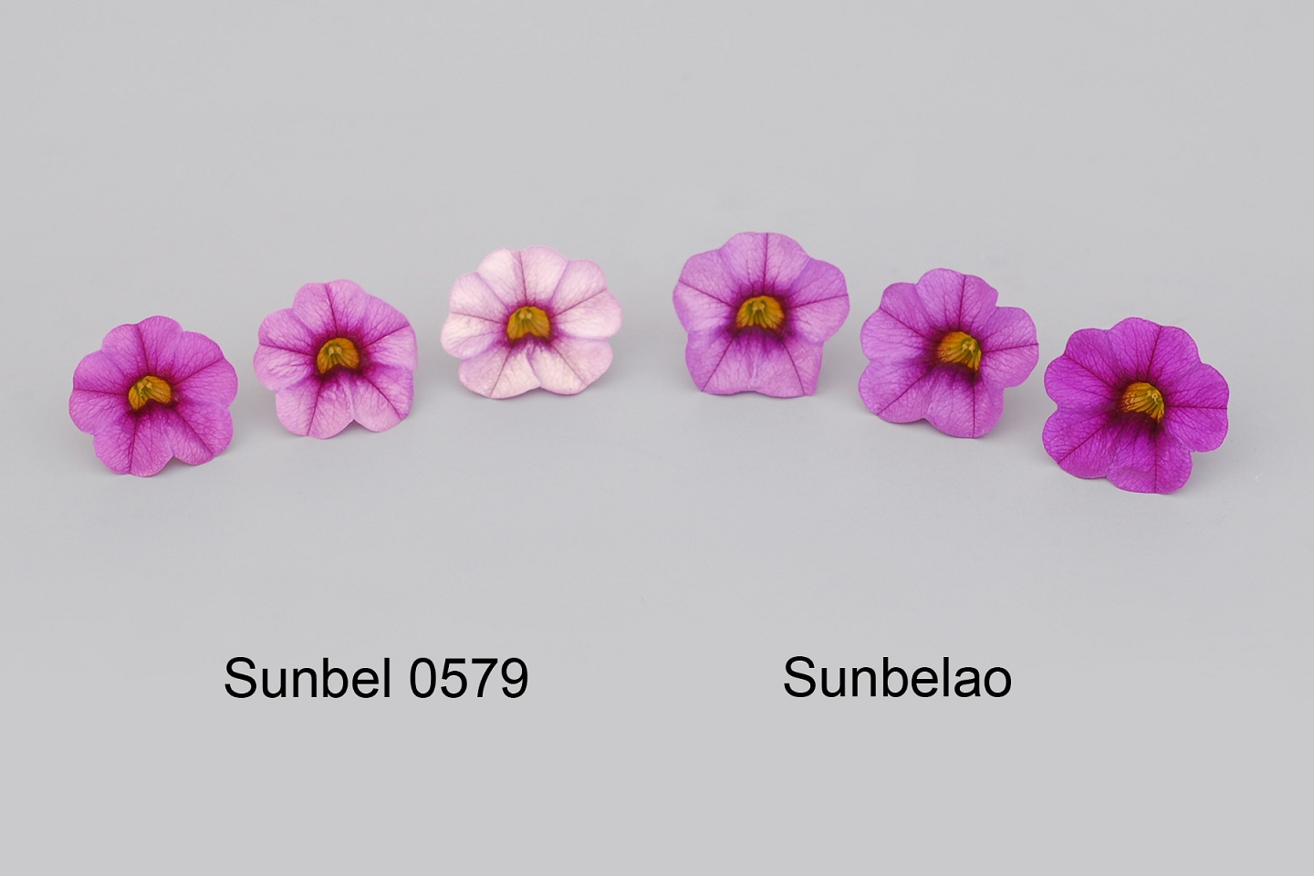 Sunbel 0579