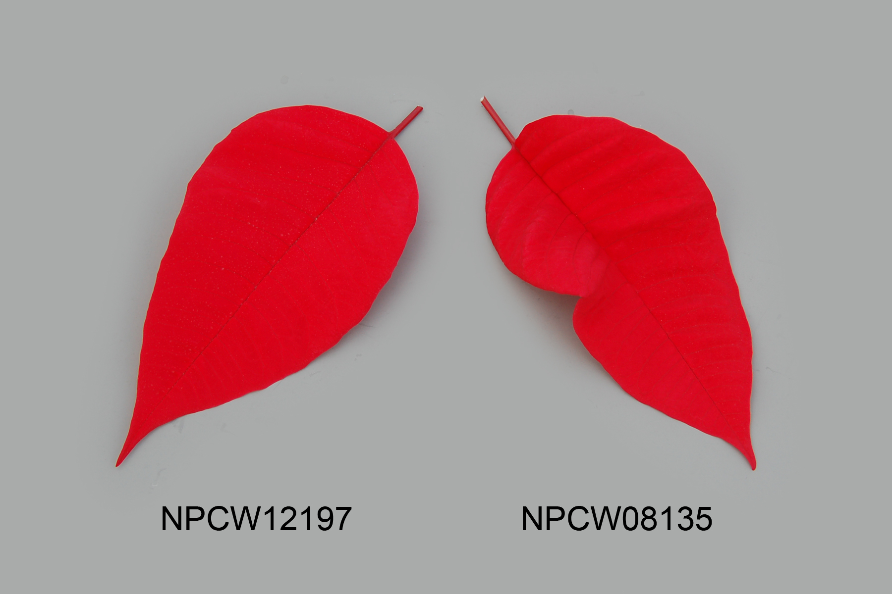 NPCW12197