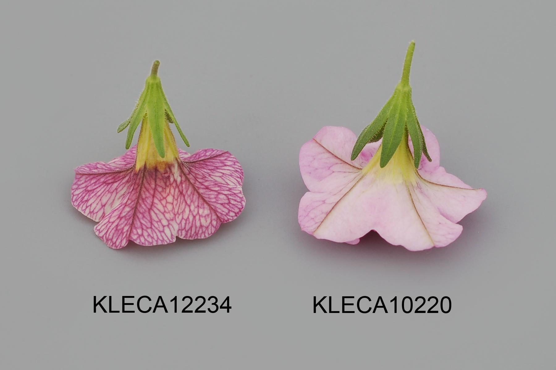 KLECA12234
