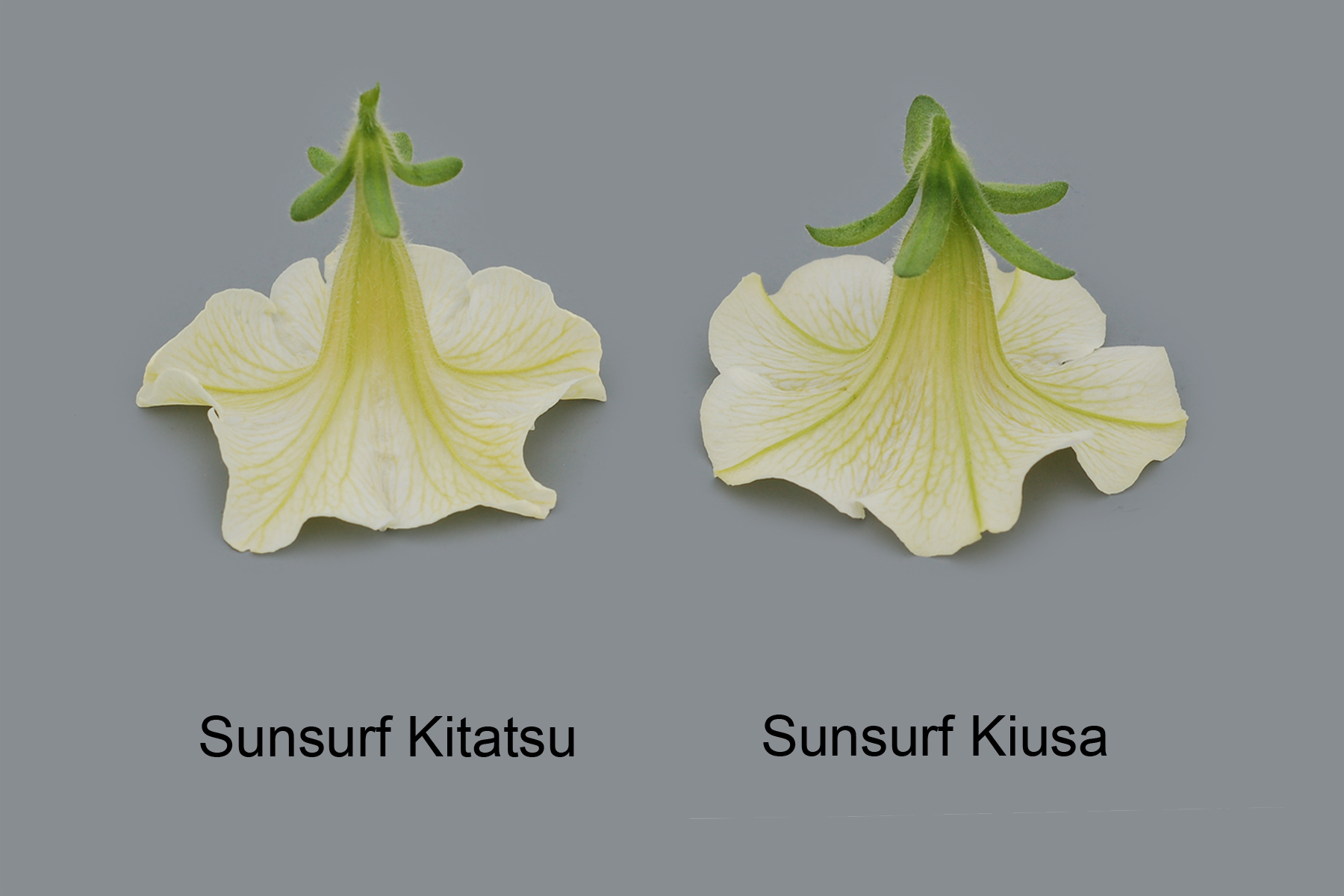 Sunsurf Kitatsu