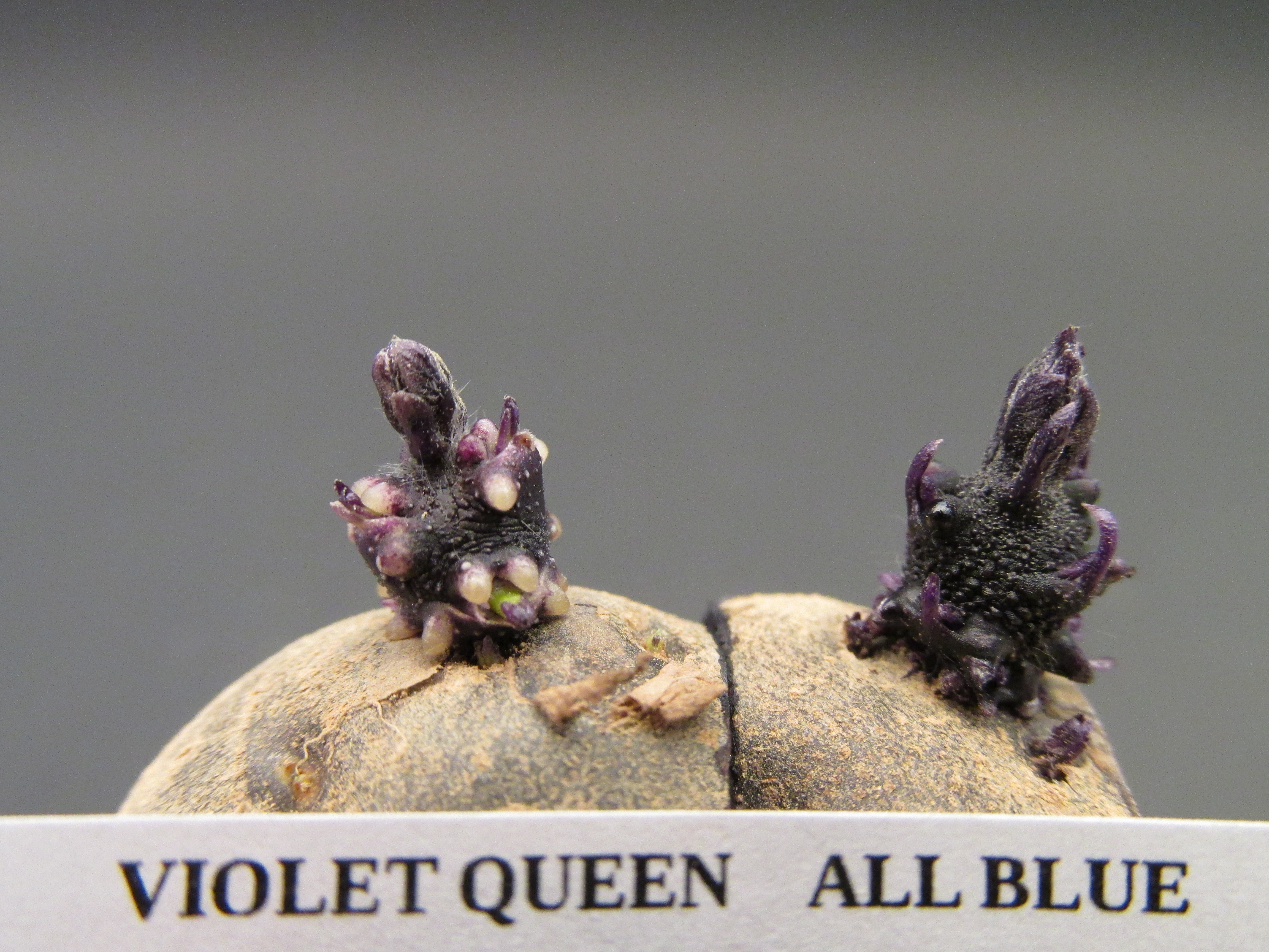 Violet Queen