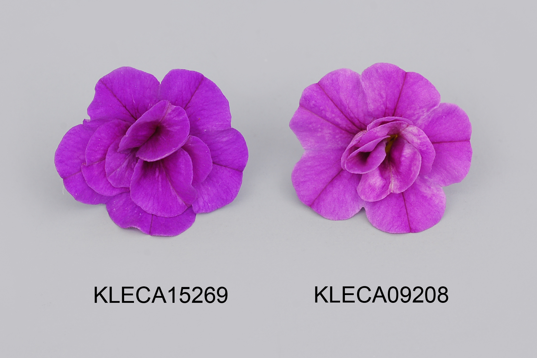 KLECA15269