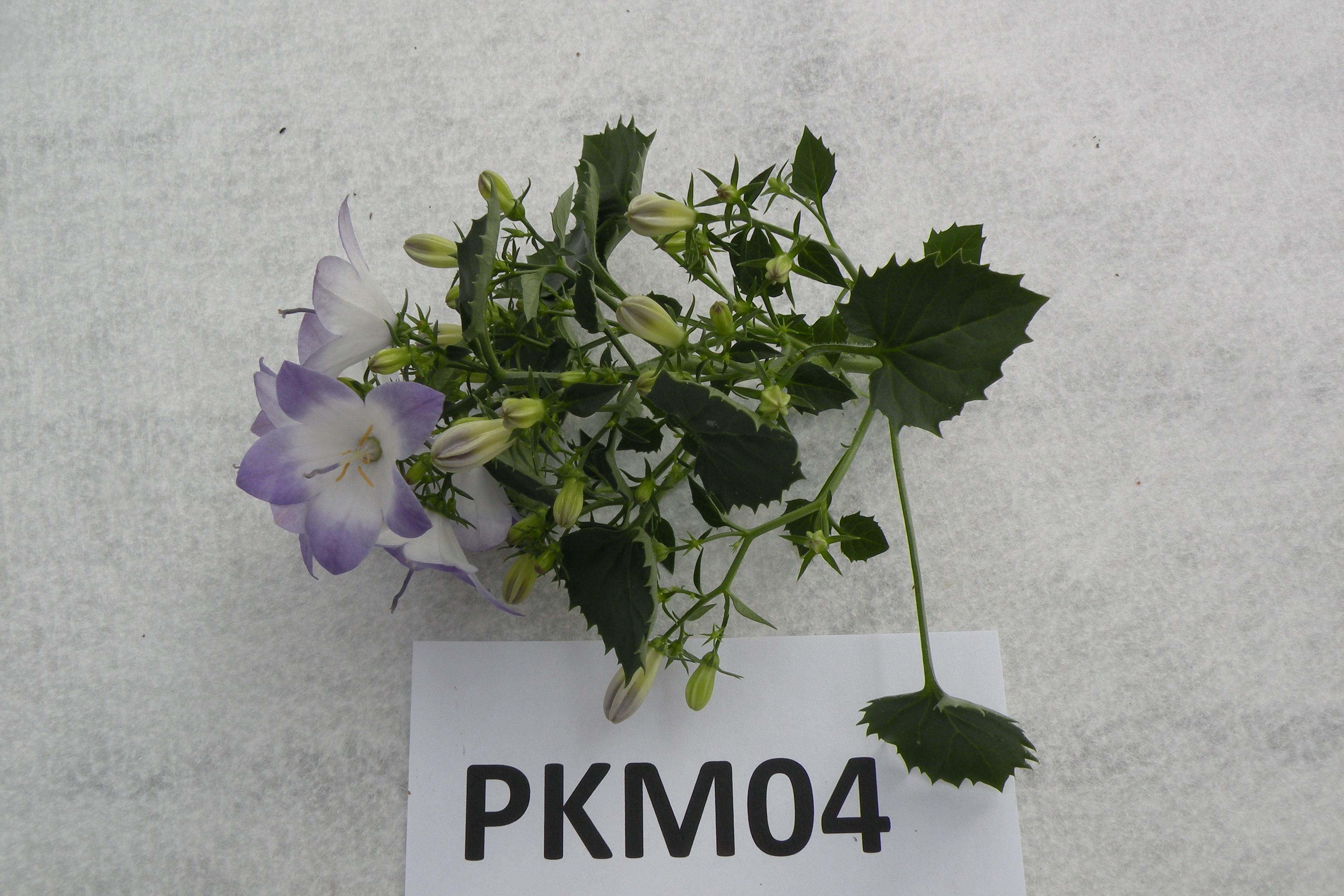 PKM04