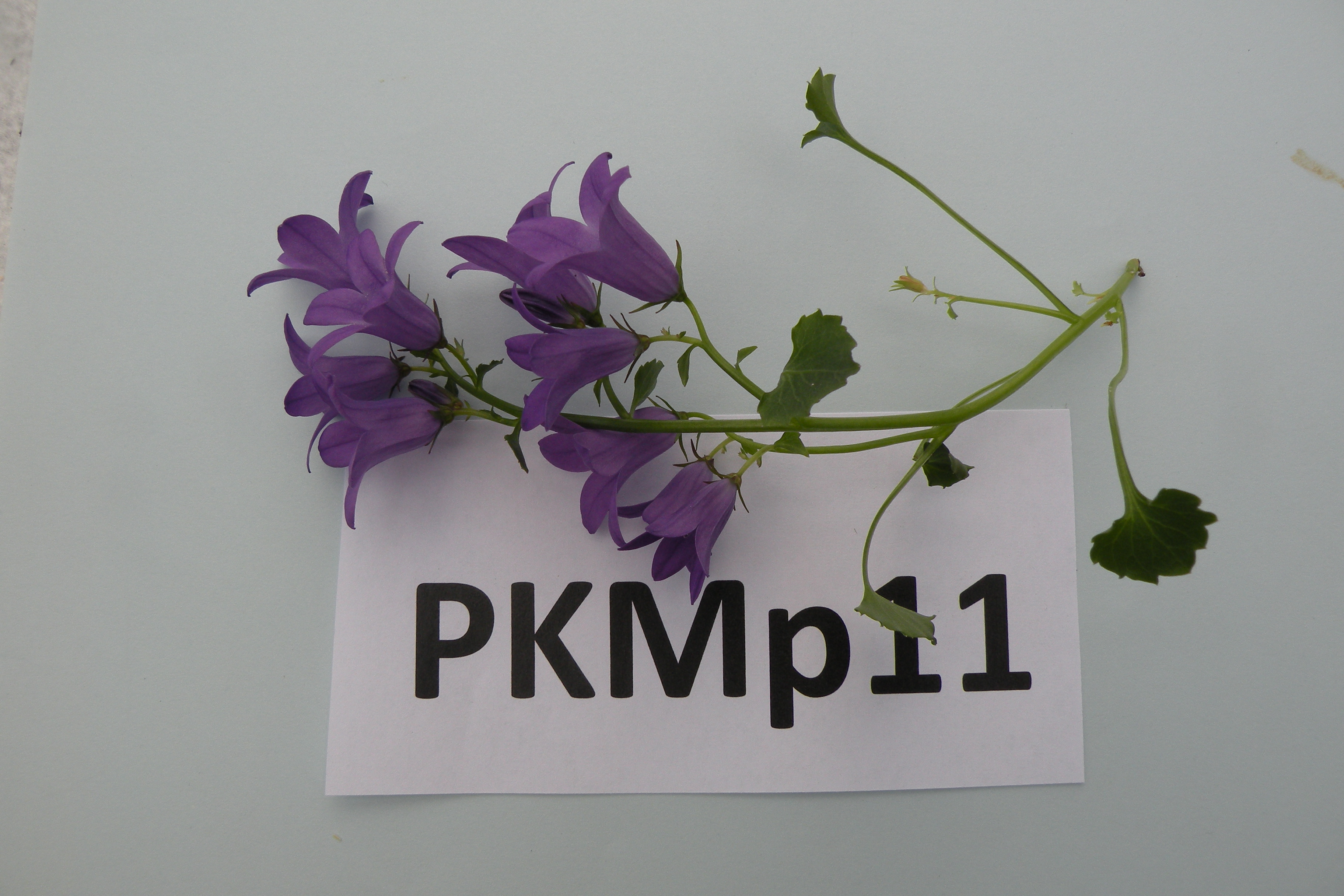PKMP11