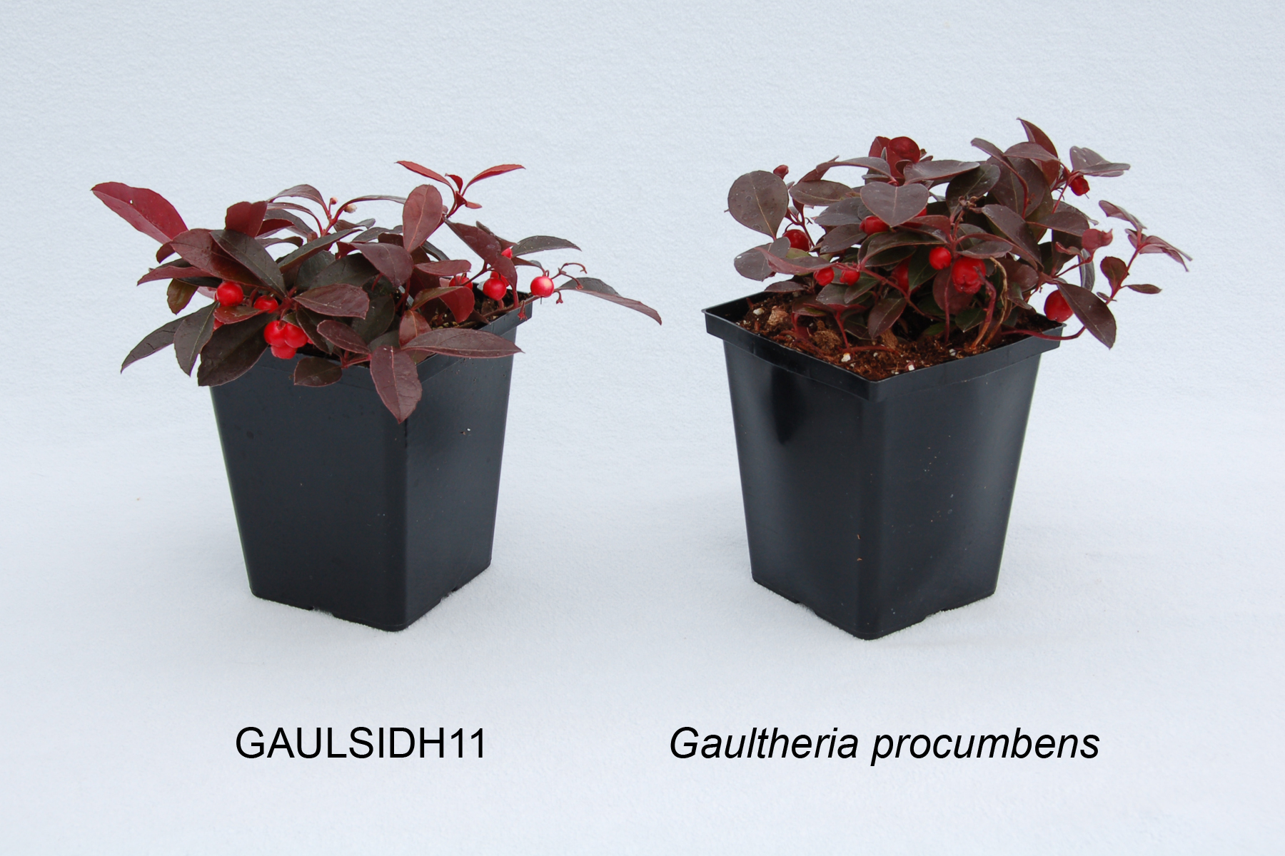 Gaulsidh11