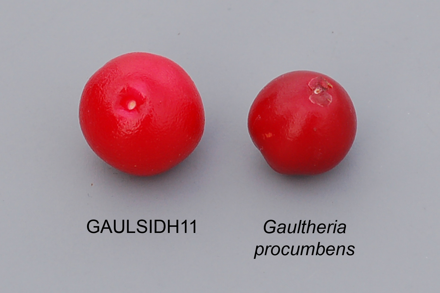 Gaulsidh11