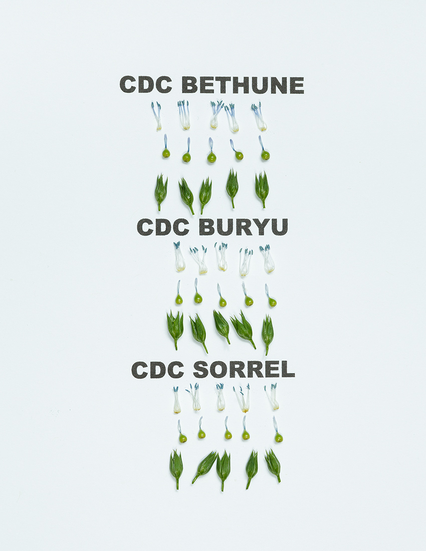 CDC Buryu