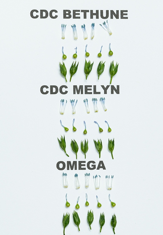 CDC Melyn