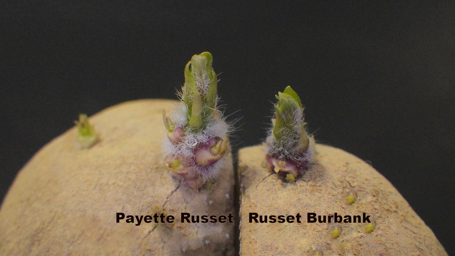 Payette Russet