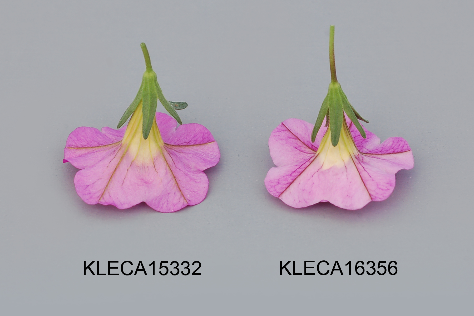 KLECA15332