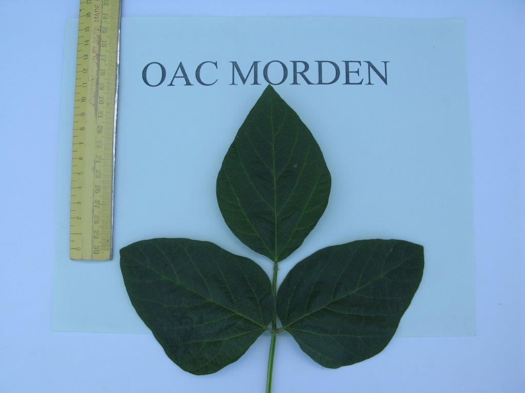 OAC Morden