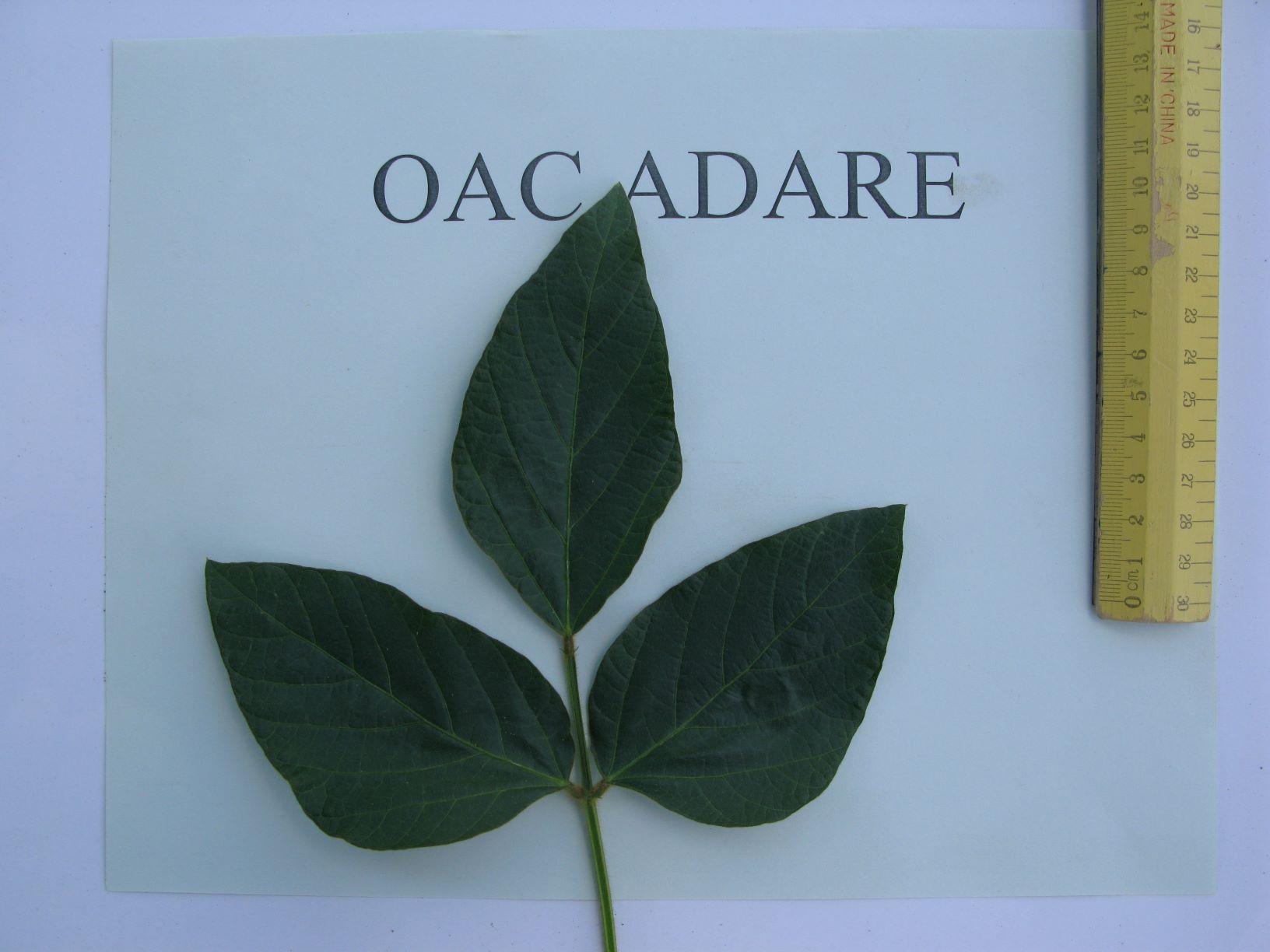 OAC Adare