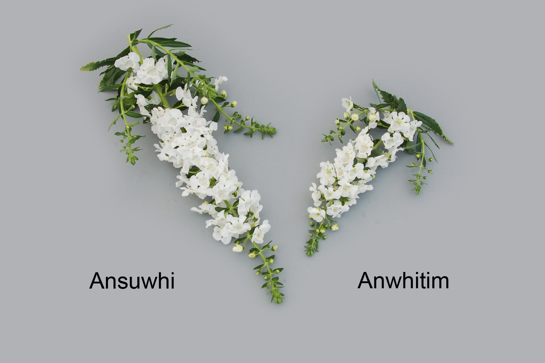 Ansuwhi