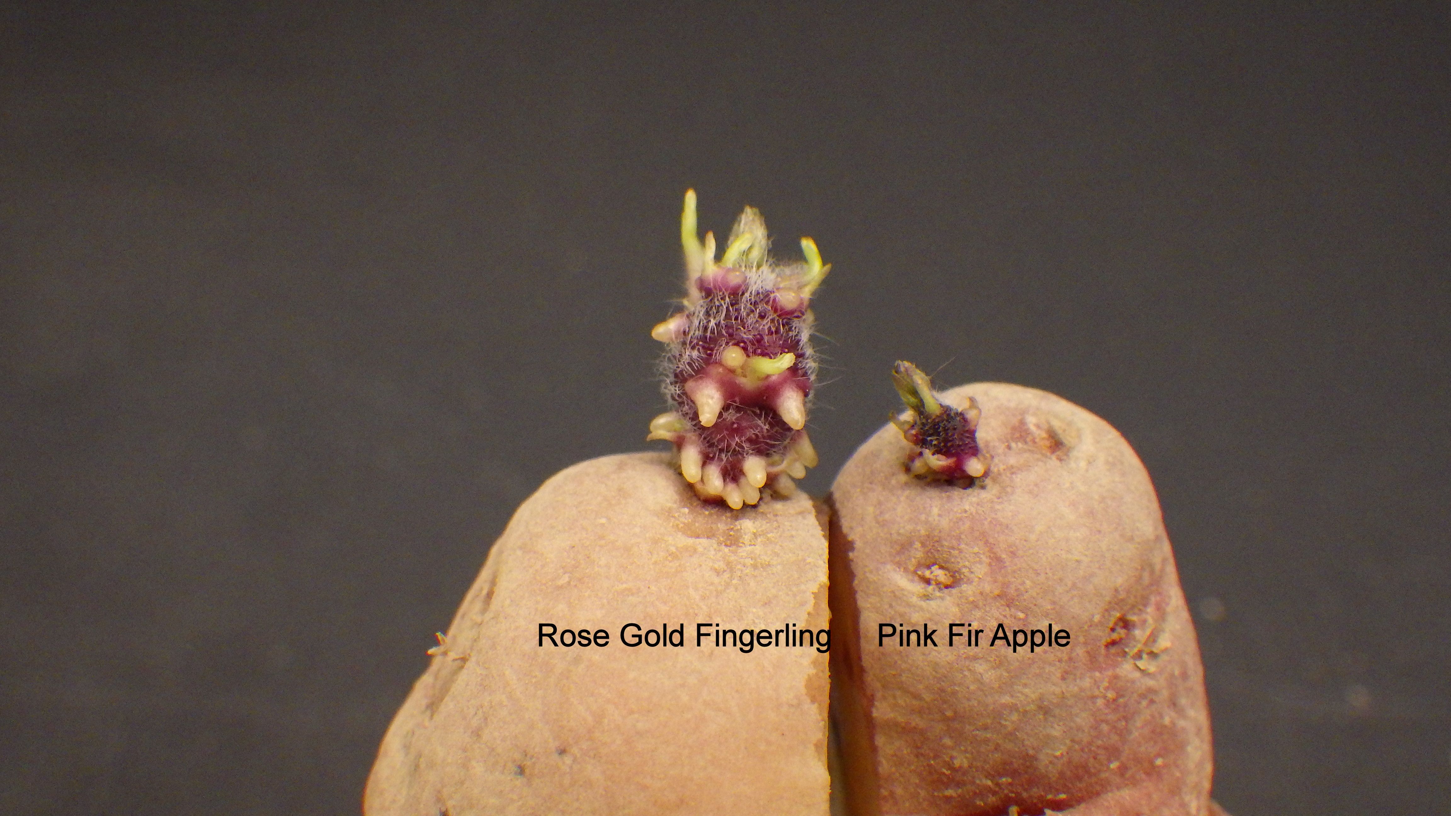 Rose Gold Fingerling