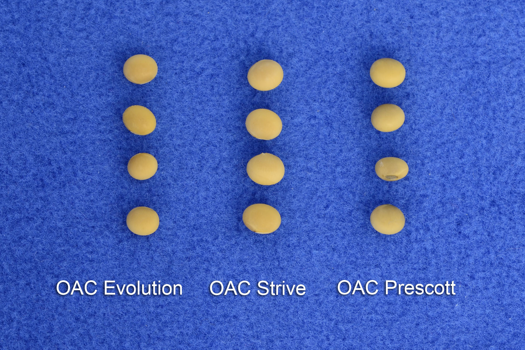 OAC Evolution