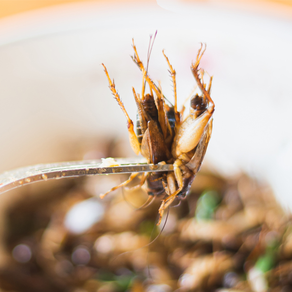 Insectes comestibles : ce qu'il faut savoir avant de prendre une bouchée d'insectes