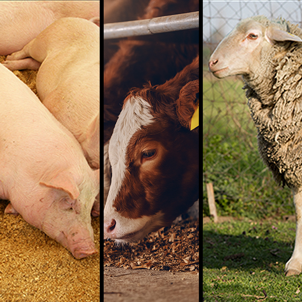 Foot-and-Mouth Disease: a good offence is the best defence