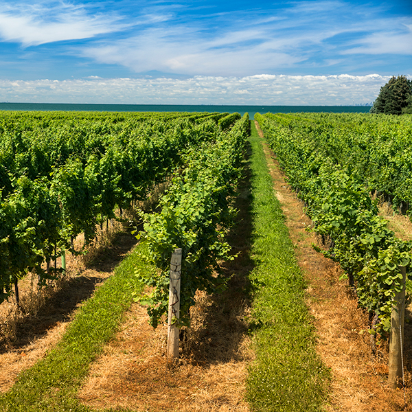 Collaboration avec des spécialistes de la génomique pour protéger le vin canadien