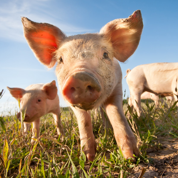 How Canada is keeping its pigs safe: African swine fever How Canada is keeping its pigs safe: African swine fever